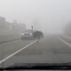 Uno struzzo a spasso nella nebbia sulla ex statale